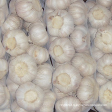 Pure white garlic